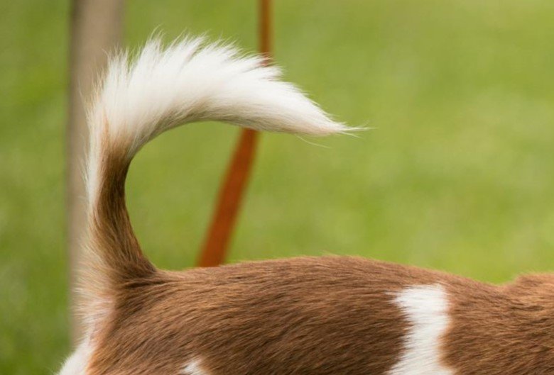 Curled tail of an adorable small dog on a green lawn for the Guess the Dog Breed by Its Tail quiz.