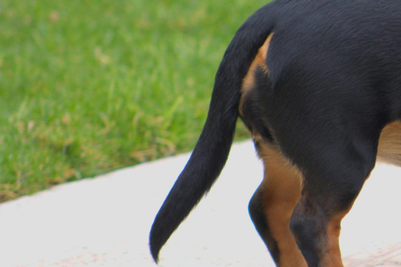 Close-up of a small dog's tail, highlighting its smooth coat and shape for the Guess the Dog Breed by Its Tail quiz.