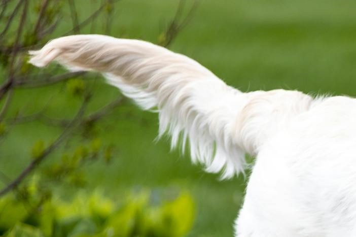 Tail of a large dog near lush green plants for the Guess the Dog Breed by Its Tail quiz.