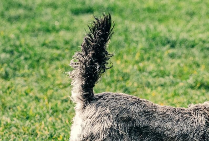 Tail of a small dog playing on a grassy lawn for the Guess the Dog Breed by Its Tail quiz.