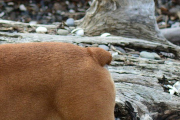 Sturdy tail of a large dog standing on top of a pile of wood for the Guess the Dog Breed by Its Tail quiz.