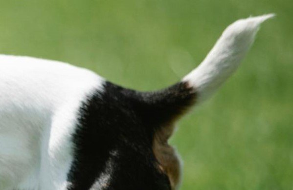 Tail of a small dog on a meadow for the Guess the Dog Breed by Its Tail quiz.