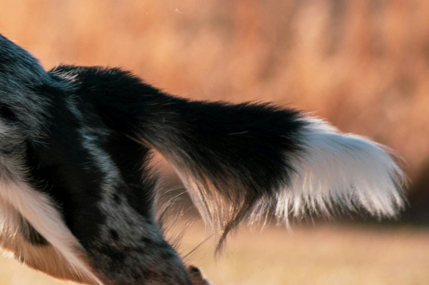 Tail of an energetic dog jumping on a grassy field for the Guess the Dog Breed by Its Tail quiz.