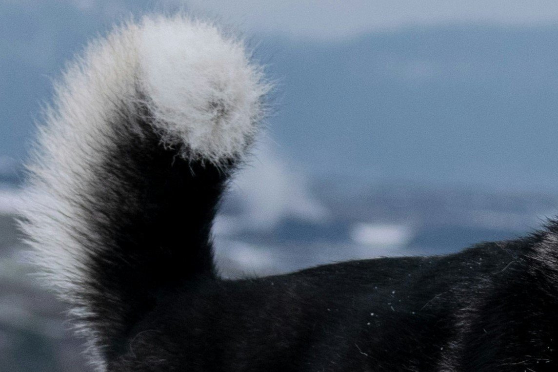 Tails of a black and white dog for the Guess the Dog Breed by Its Tail quiz.