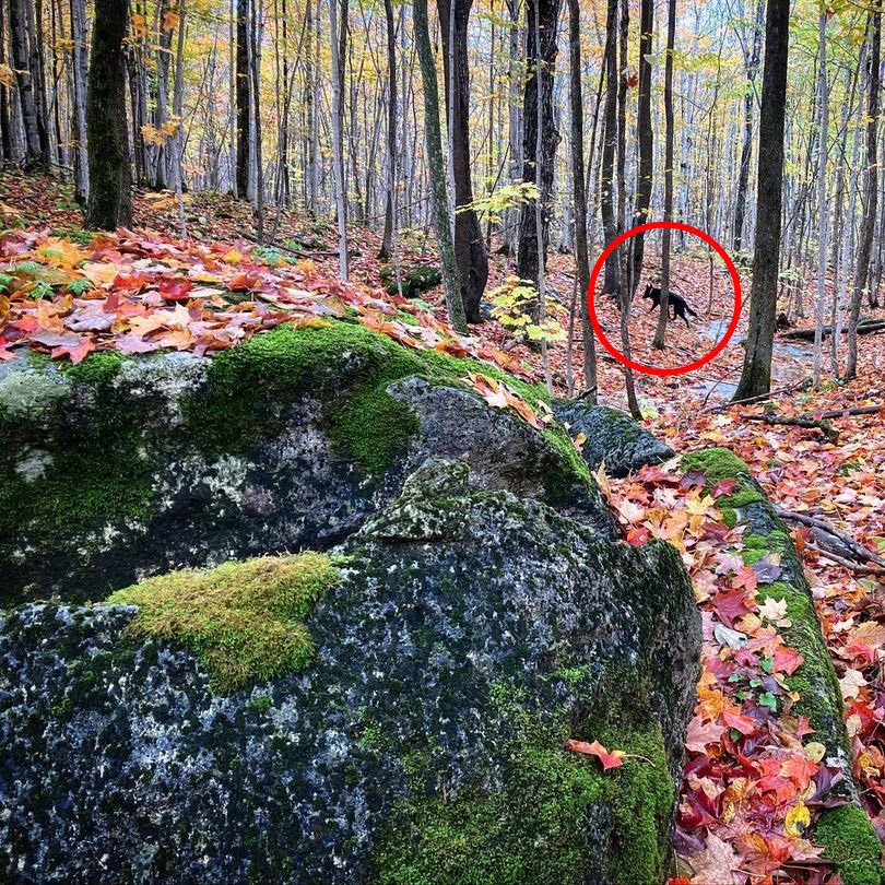 Peaceful autumn woodland scene with a surprise element of a hidden black dog, surrounded by tall trees with changing leaves, a carpet of fallen leaves, and large mossy rocks.