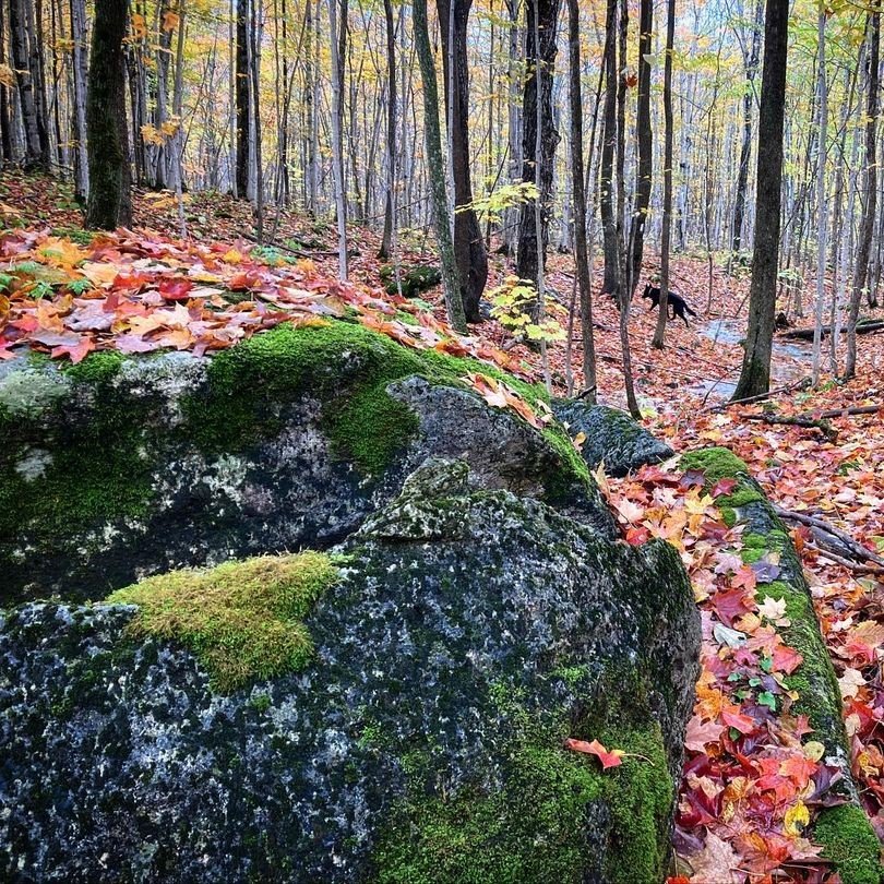 An autumn forest scene with a hidden black dog, featuring tall trees with a mix of green and yellow leaves, a ground covered with fallen leaves, and large moss-covered rocks.