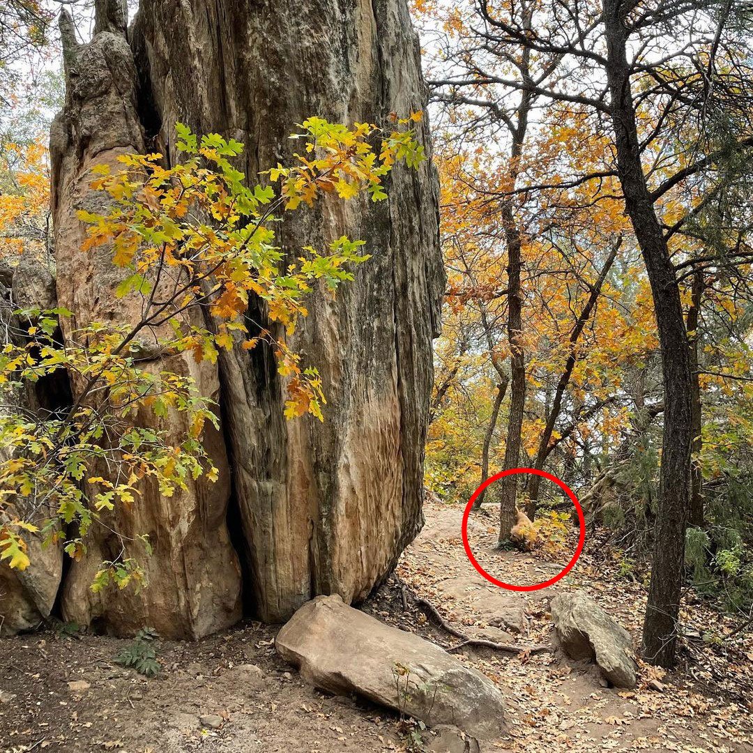 Scenic autumn landscape with a hidden dog, showcasing a striking rock formation, a meandering dirt path, and vibrant trees adorned with fall colors.