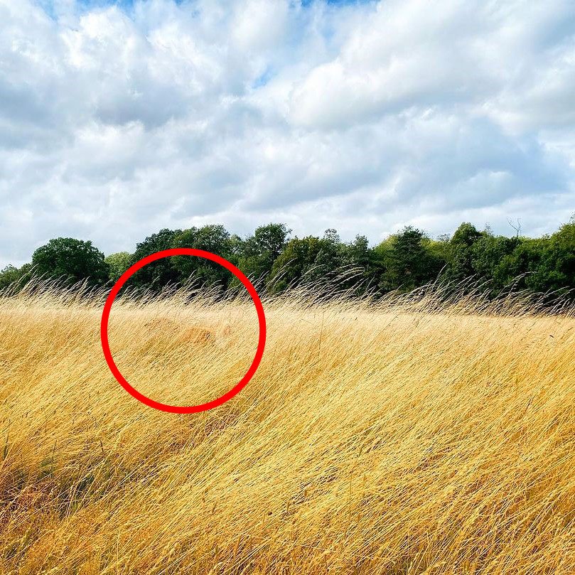 A tranquil landscape of a golden field under a partly cloudy sky, suggesting a breezy and mild day. A hidden Golden Retriever adds a touch of mystery to this idyllic weather scene.