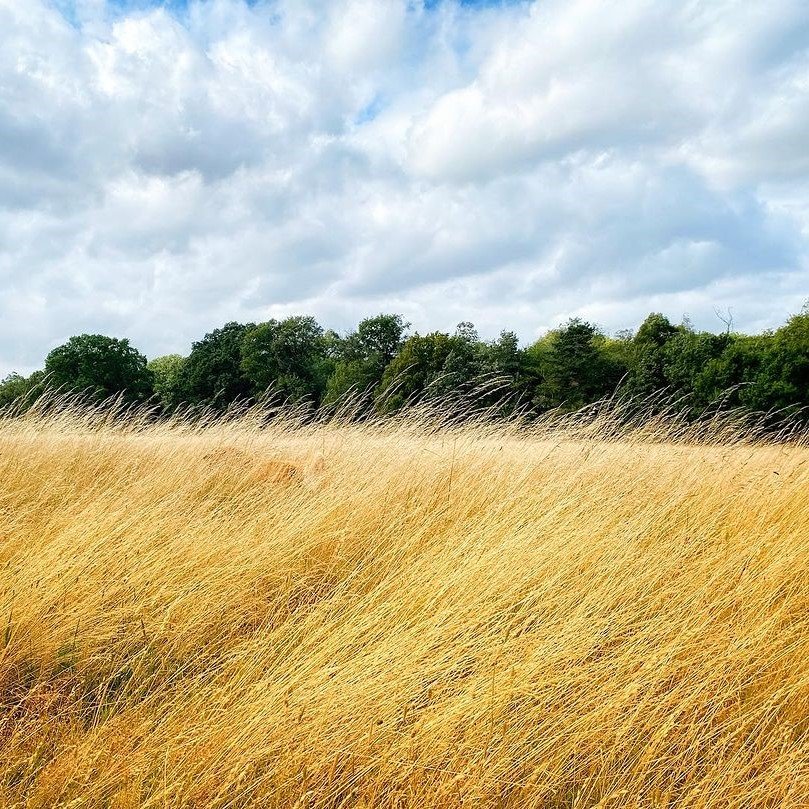 An idyllic scene of a golden field under a partly cloudy sky, with a hidden element of a Golden Retriever blending into the landscape, adding a touch of mystery and intrigue.