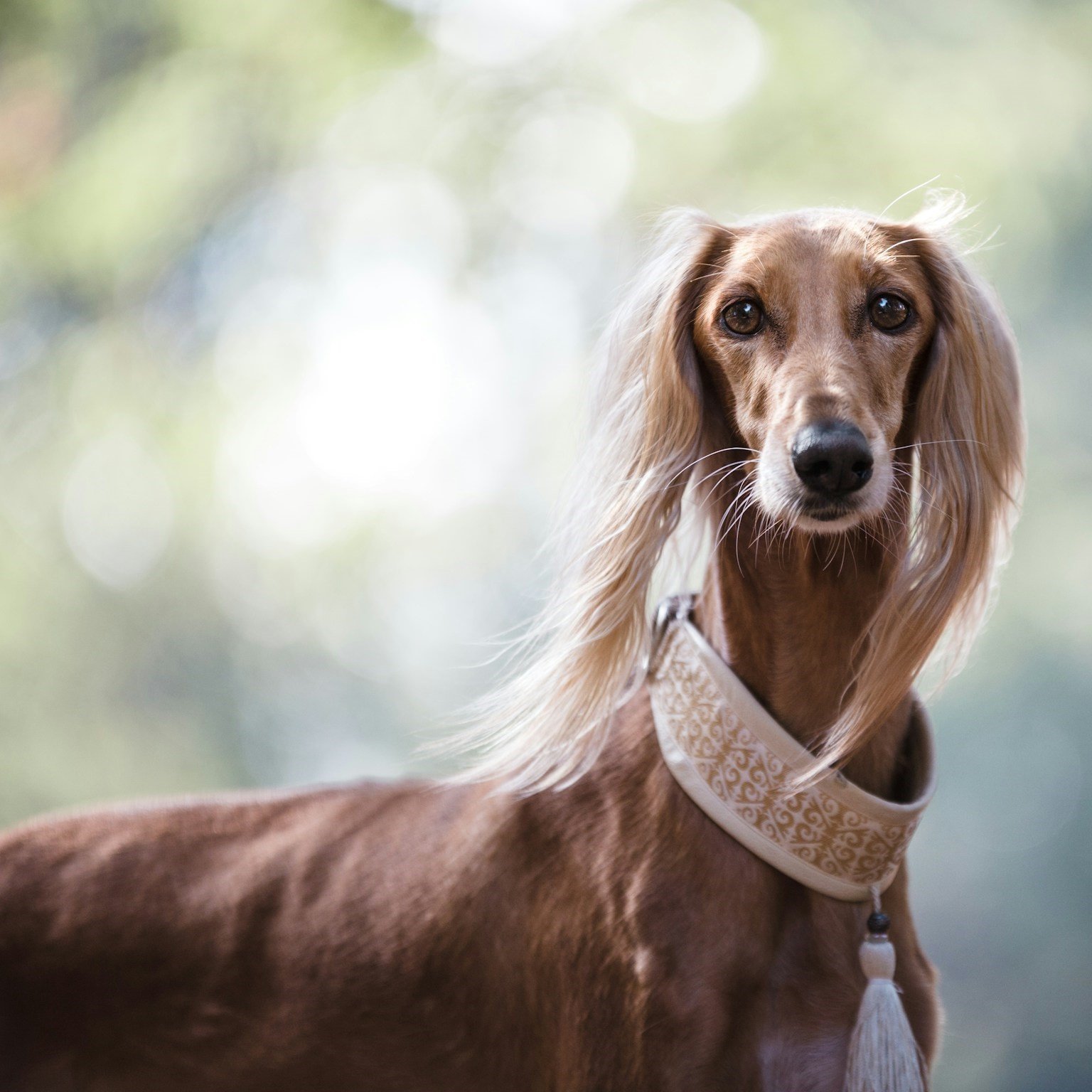 A golden brown Saluki dog with a slender build and long, smooth fur, wearing an ornate collar, in an outdoor setting with dappled light.