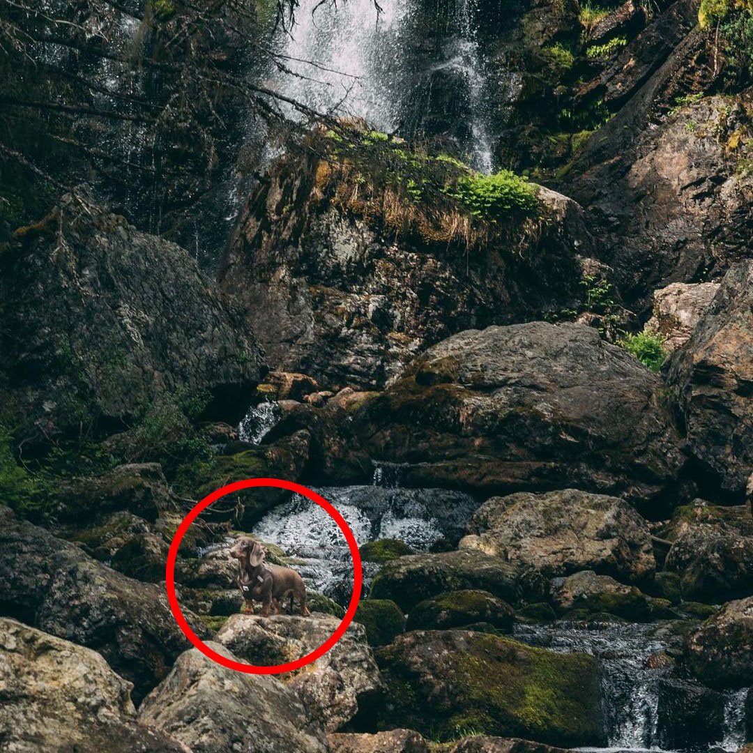 A hidden brown dog standing on a rock amidst a stream, with a backdrop of a cascading waterfall and lush greenery in a tranquil forest setting.