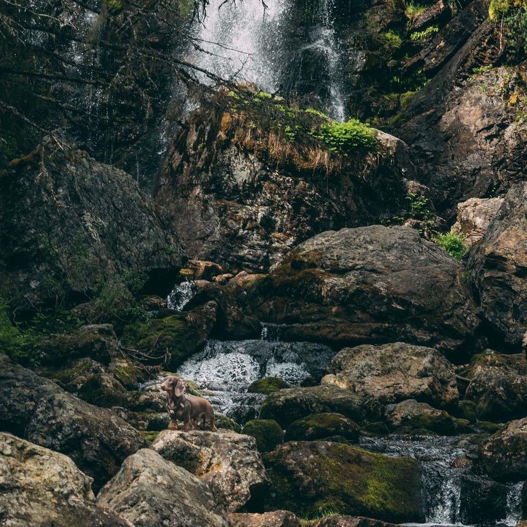 A serene forest setting with a hidden brown dog standing on a large rock in the middle of a stream flowing from a waterfall, surrounded by lush greenery.