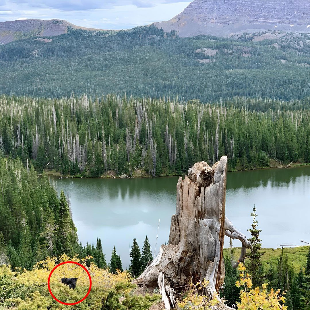 An overcast landscape with a surprise element of a hidden black dog, surrounded by a tranquil scene of a tree stump, lush greenery, a reflective body of water, and distant hills.