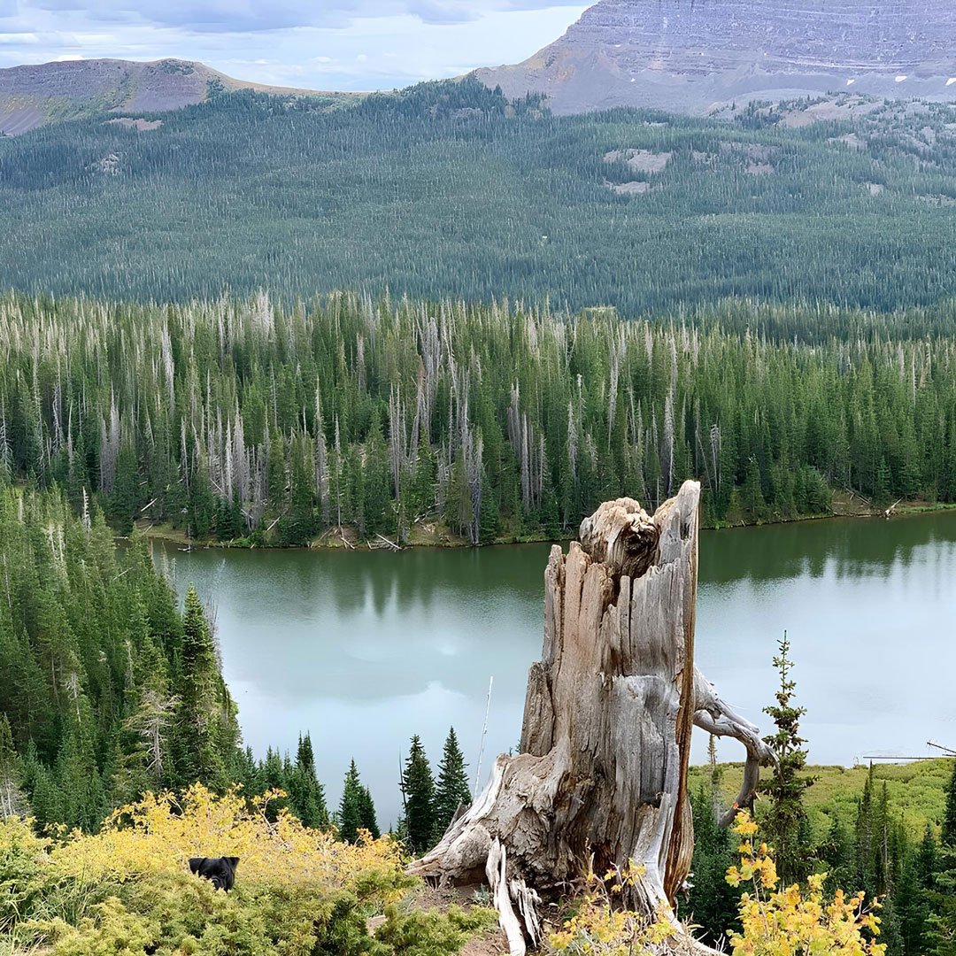 A serene landscape featuring a hidden black dog, a weathered tree stump in the foreground, dense greenery, and a calm body of water with rolling hills in the background.