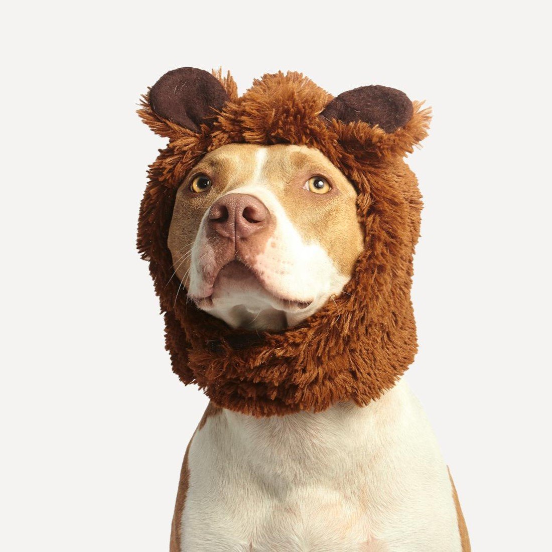 American Pit Bull Terrier in a bear costume with bear ears.