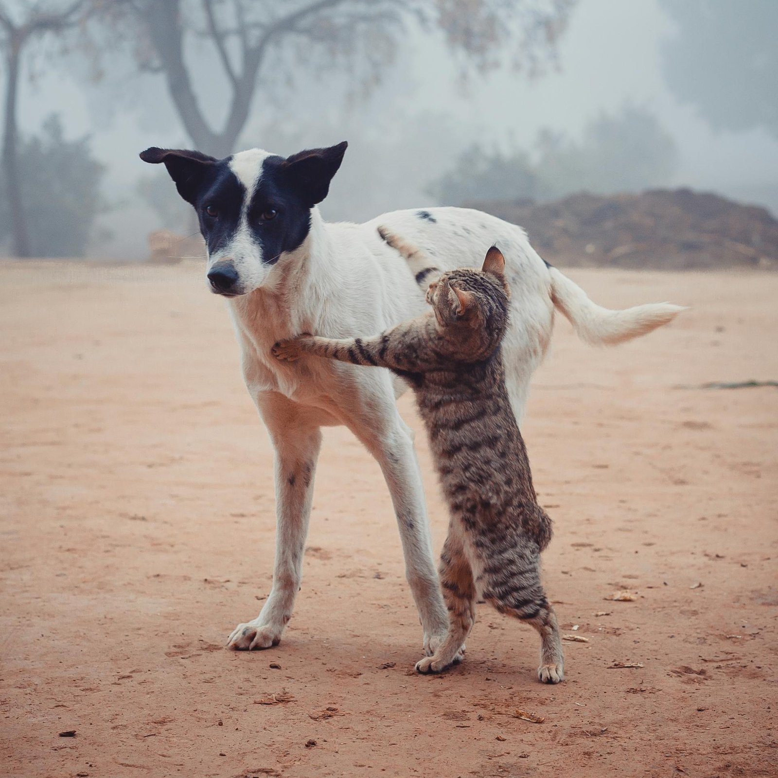 A wild cat with matted fur attacks a friendly dog ​​on a quiet village street.