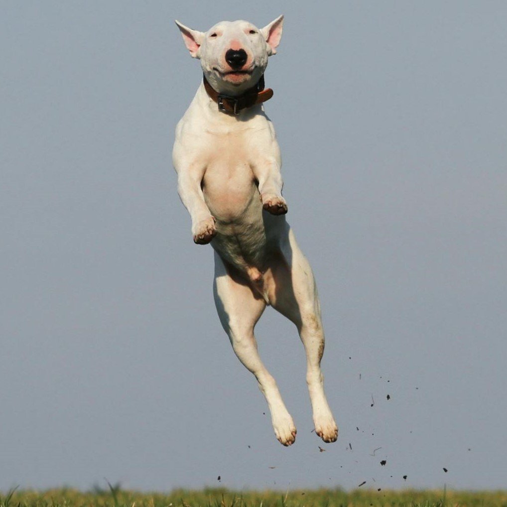 A playful white Bull Terrier dog leaps joyfully in a sunny field of green grass.