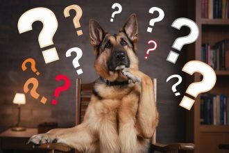 Dog Trivia Quizzes - A German Shepherd sits upright on a wooden chair, with one paw on its chin as if deep in thought. The dog looks upwards, surrounded by floating question marks in various sizes and colors. The cozy indoor setting includes a bookshelf, a small lamp, and scattered dog toys.