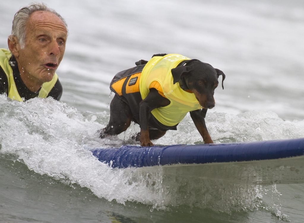 An elderly man with short gray hair and a yellow sleeveless top surfs on a blue board with a small black and brown dog in a matching yellow life vest at the front. Both ride the wave with confidence, surrounded by foamy ocean water, symbolizing adventure and companionship.