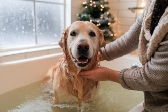 Golden retriever enjoying a bath in a warm bathroom during winter, with snowflakes outside and a small Christmas tree in the corner.