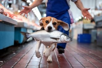 A playful close-up photo of a mischievous Beagle stealing a shiny silver fish from a fishmonger’s stall, illustrating the question: Can Dogs Eat Fish, with the dog mid-stride on a red brick floor and the fishmonger chasing in the background.