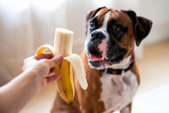 Close-up of a Boxer dog eagerly staring at a large piece of banana being offered by its owner, illustrating the question 'Can Dogs Eat Bananas?' as the dog excitedly anticipates the treat.