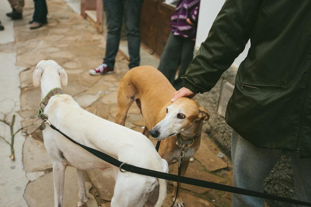 A person holding a brown dog on a residential area.