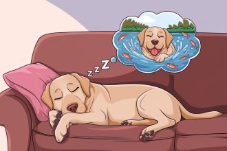 A Labrador Retriever peacefully sleeping on a plush sofa with a dream bubble above, showing the dog joyfully swimming with vibrant fish in a serene lake. The softly lit room creates a warm, tranquil ambiance.