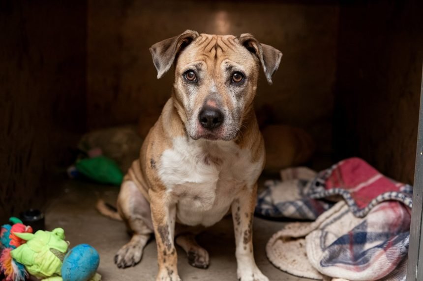 Sad-looking rescue dog in shabby condition sitting in a shelter, illustrating the challenges of how to train a rescue dog, with a worn toy and cozy blanket, conveying longing and hope for a loving home.