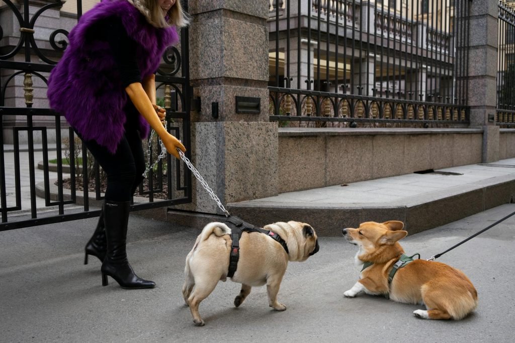 A woman in a purple fur vest walking her dog outdoors.