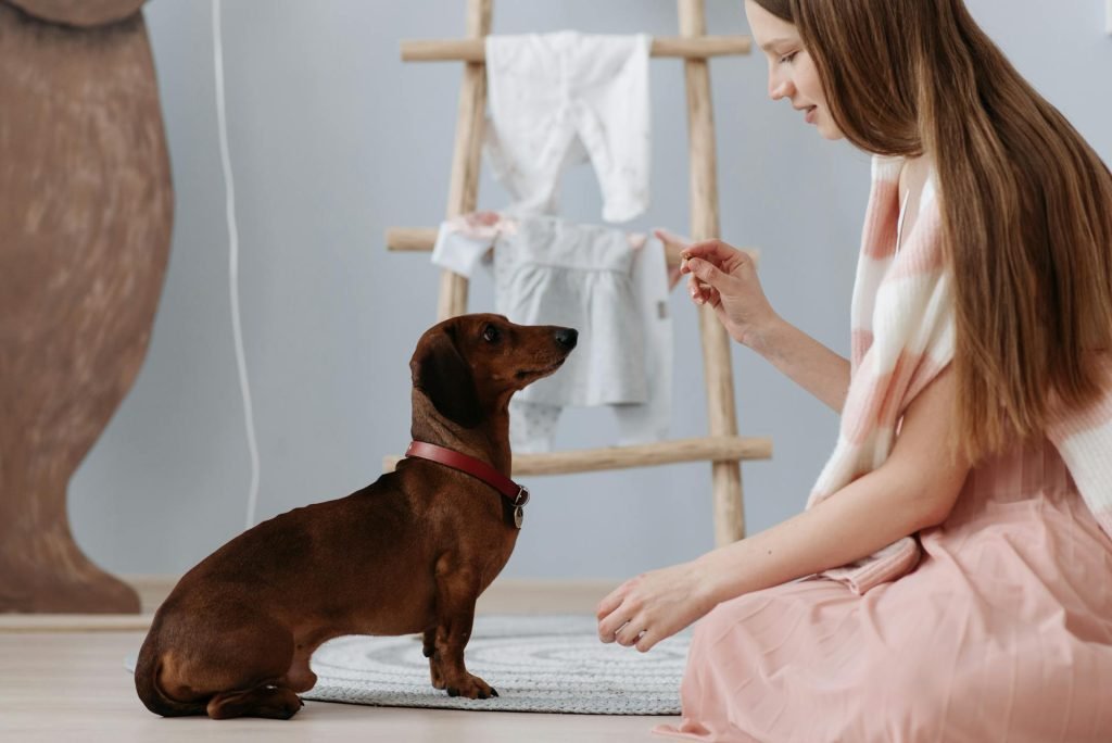 A woman training her rescue dachshund dog.