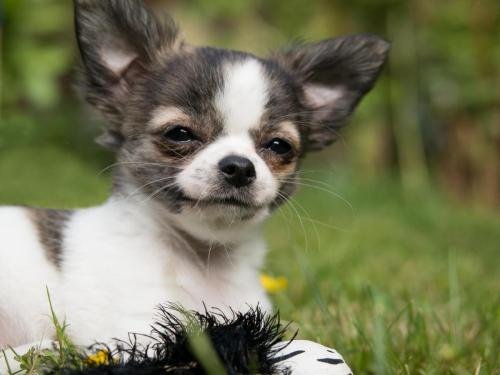 Cute Chihuahua Picture 16