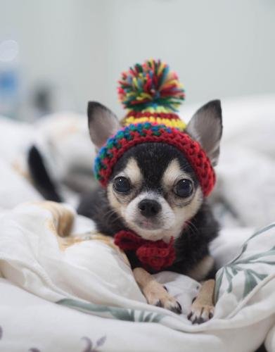 Cute Chihuahua Picture 18