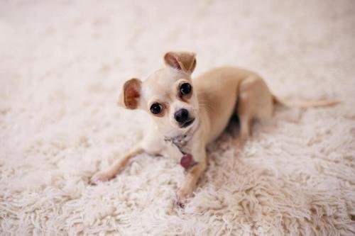 Cute Chihuahua Picture 5