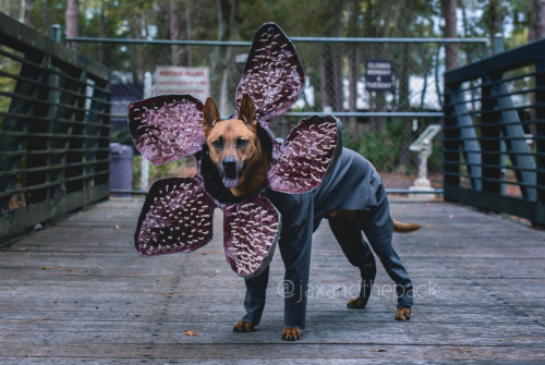 Funny Dog Halloween Costume