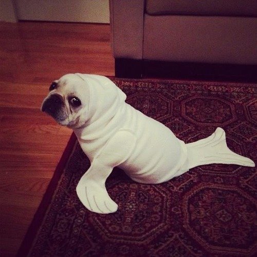 Funny Dog Halloween Costume