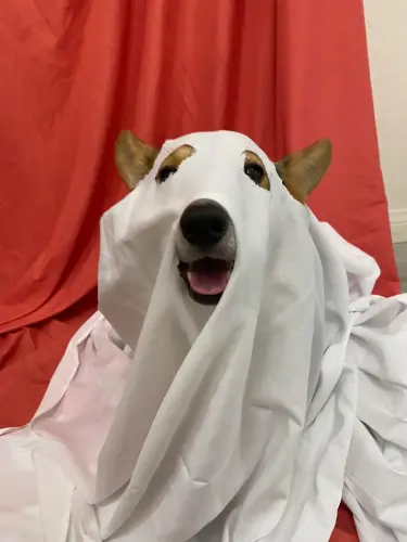 Funny Dog Halloween Costume