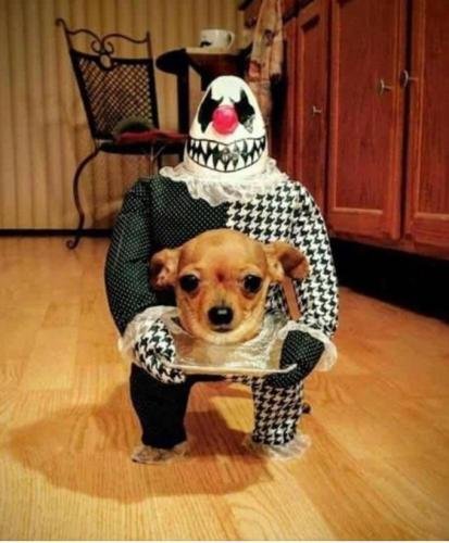 Funny Dog Halloween Costume