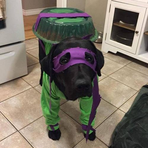 Funny Dog Halloween Costume