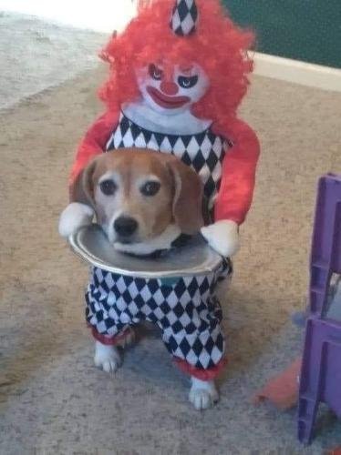 Funny Dog Halloween Costume