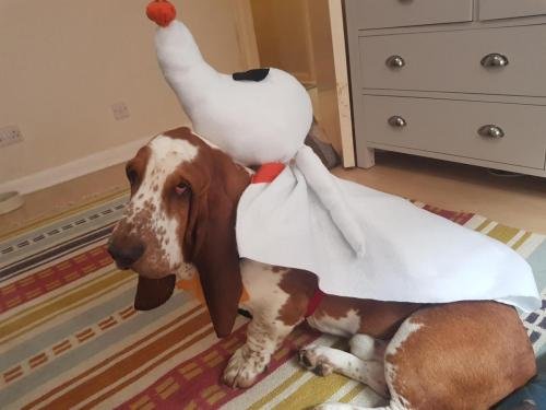 Funny Dog Halloween Costume