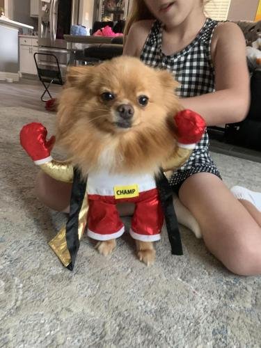 Funny Dog Halloween Costume