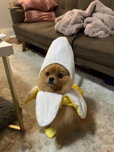 Funny Dog Halloween Costume