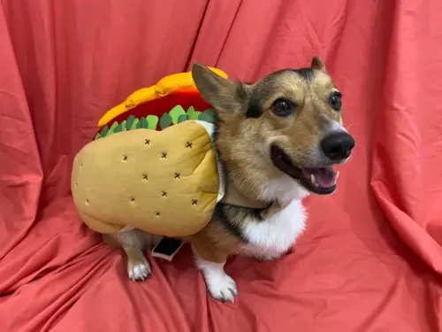 Funny Dog Halloween Costume