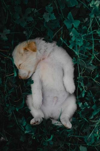 Sleeping Dog Picture 18